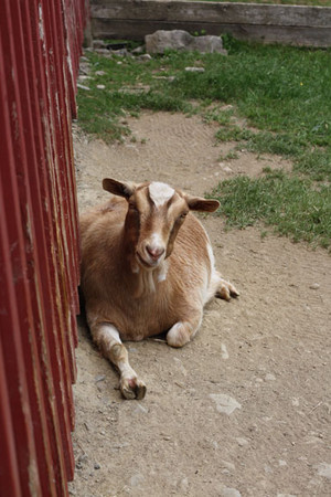 Photography 101: Basic Elements - Copyright 2012 Melissa O'Connor Photography 101: Basic Elements - Copyright 2012 Melissa O'Connor