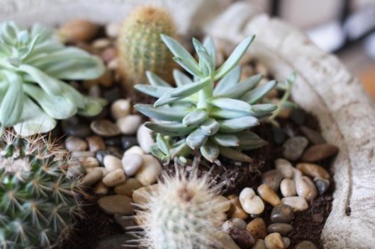 Birdbath Garden - Copyright 2012 Melissa O'Connor