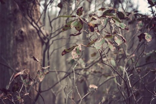 Historic Series: Mount Misery - Copyright 2012 Melissa O'Connor