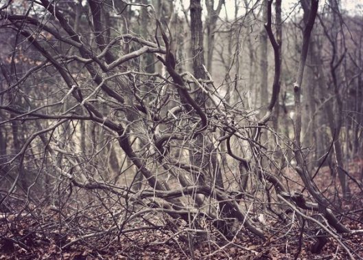 Historic Series: Mount Misery - Copyright 2012 Melissa O'Connor