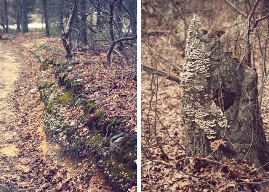 Historic Series: Mount Misery - Copyright 2012 Melissa O'Connor