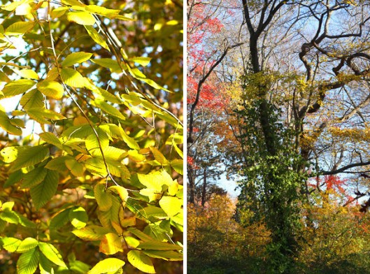 HIstoric Series: Takapausha Preserve - Copyright 2012 Melissa O'Connor-Arena