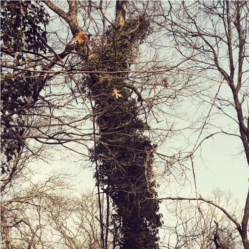 Inspiration Photo Friday: Autumn Lush - 2012 Copyright Melissa O'Connor All Rights Reserved