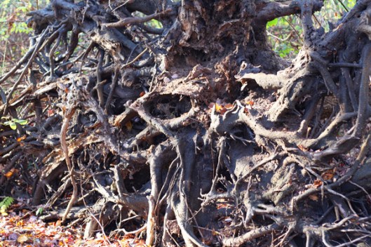 HIstoric Series: Takapausha Preserve - Copyright 2012 Melissa O'Connor-Arena