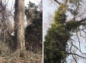 Historic Series: The Meroke Preserve - Copyright 2012 Melissa O'Connor