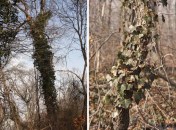 Historic Series: The Meroke Preserve - Copyright 2012 Melissa O'Connor