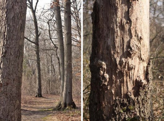 Historic Series: The Meroke Preserve - Copyright 2012 Melissa O'Connor