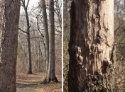 Historic Series: The Meroke Preserve - Copyright 2012 Melissa O'Connor