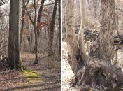 Historic Series: The Meroke Preserve - Copyright 2012 Melissa O'Connor