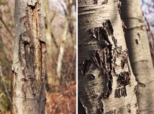 Historic Series: The Meroke Preserve - Copyright 2012 Melissa O'Connor