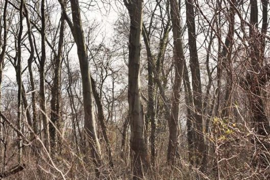 Historic Series: The Meroke Preserve - Copyright 2012 Melissa O'Connor