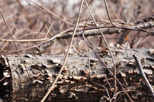 Historic Series: The Meroke Preserve - Copyright 2012 Melissa O'Connor