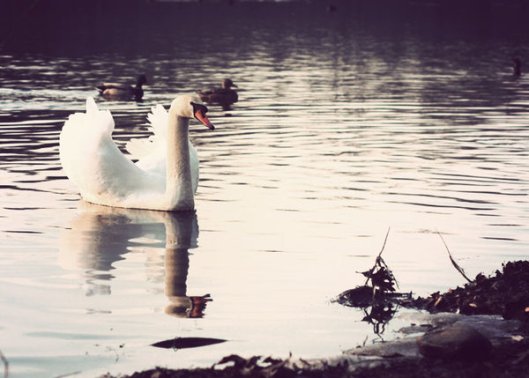 Historic Series: Mill Pond Park - © Melissa O'Connor