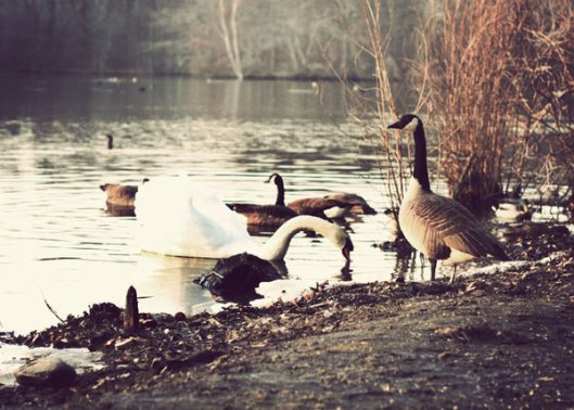 Historic Series: Mill Pond Park - © Melissa O'Connor