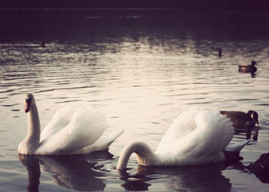 Historic Series: Mill Pond Park - © Melissa O'Connor