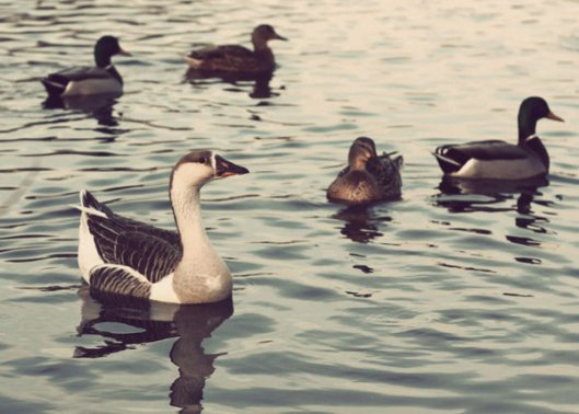 Historic Series: Mill Pond Park - © Melissa O'Connor