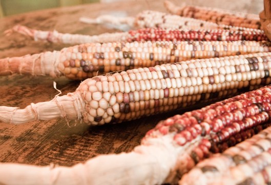 Fall Harvest Flavor at Terrain