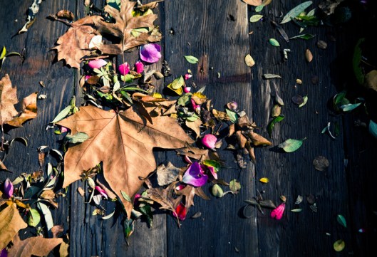 Fall Harvest Flavor at Terrain