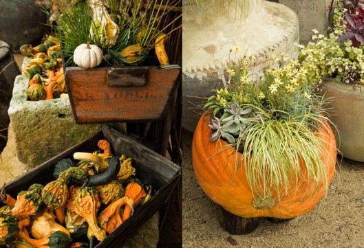 Fall Harvest Flavor at Terrain