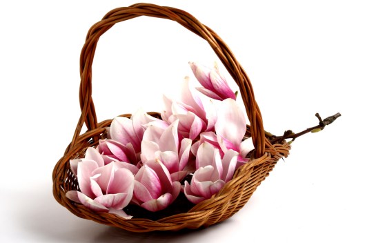 Guest Post: The Basics of Working with Cut Flowers