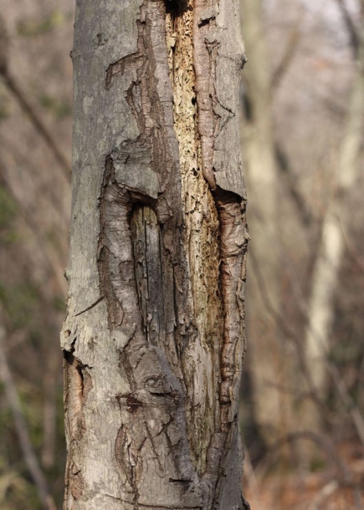 Inspiration Photo Friday:Scarred Tree - © Melissa O'Connor-Arena