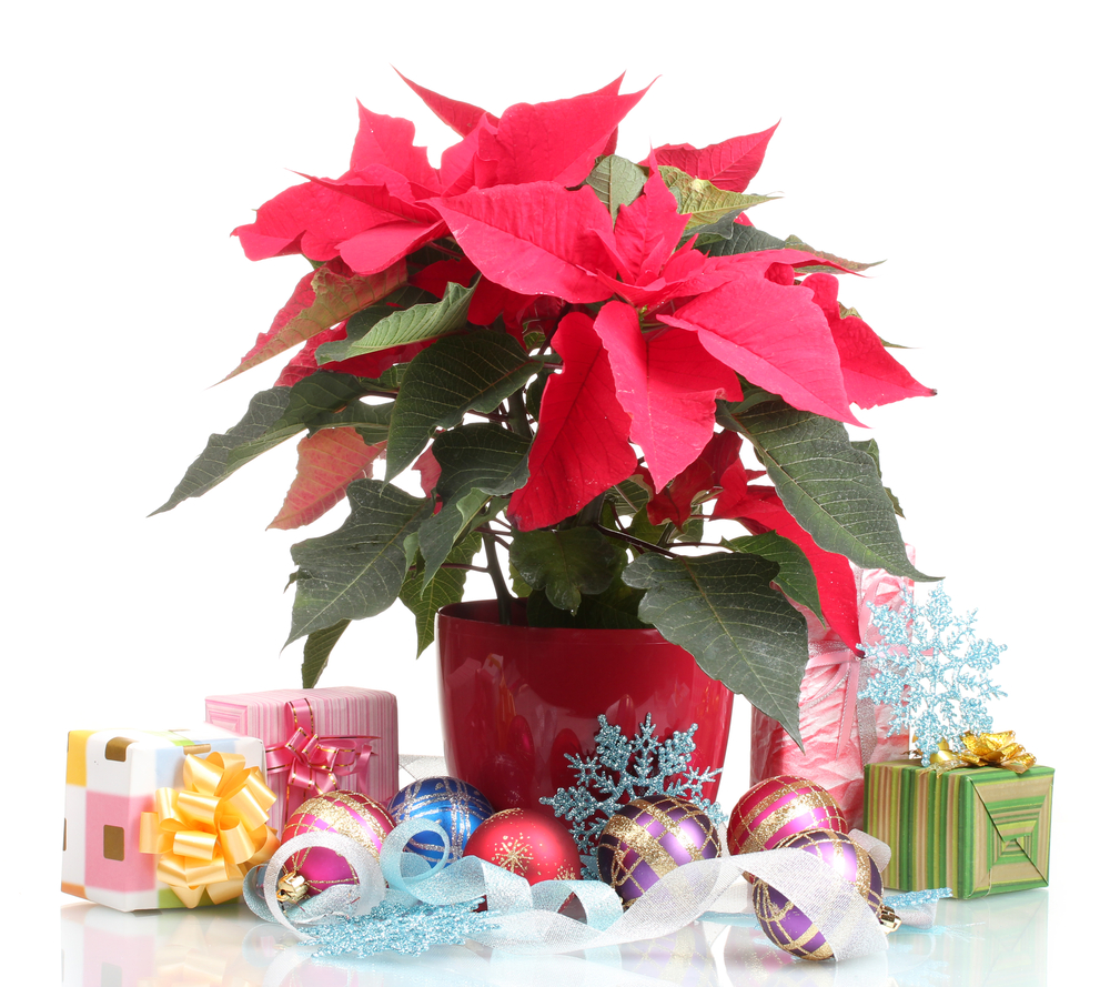 Guest Post: Christmas Flower Decorations