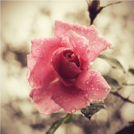 Inspiration Photo Friday: Spring Cleaning - © Melissa O'Connor-Arena