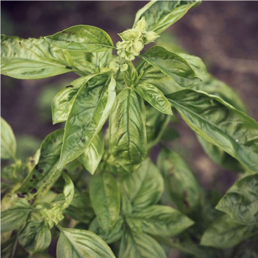 Basil - © Melissa O'Connor-Arena