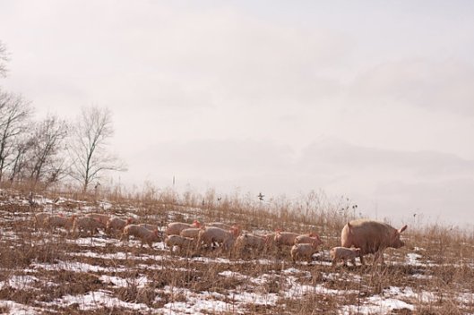 Farm Stories and Everything in Between - © Kelley Jordan Photography Farm Stories and Everything in Between - © Kelley Jordan Photography