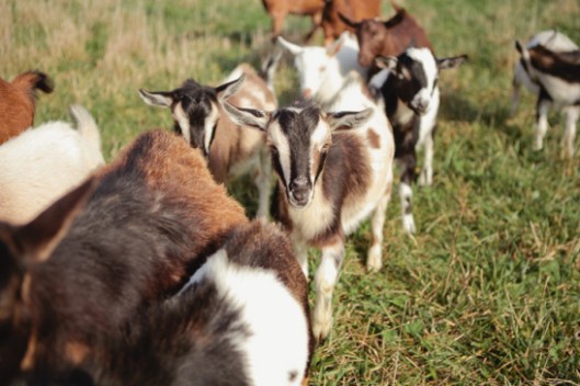 Farm Stories and Everything in Between - © Kelley Jordan Photography Farm Stories and Everything in Between - © Kelley Jordan Photography