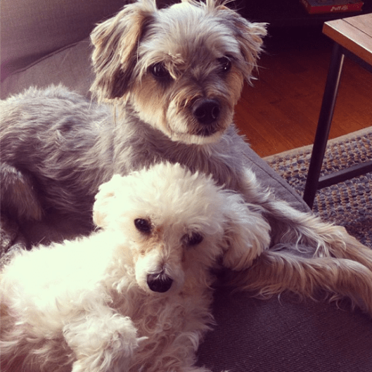 Inspiration Photo Friday: Furry Celebrations - © Melissa O'Connor-Arena Inspiration Photo Friday: Furry Celebrations - © Melissa O'Connor-Arena