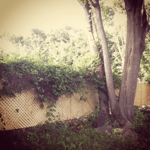 Backyard Makeover 2014