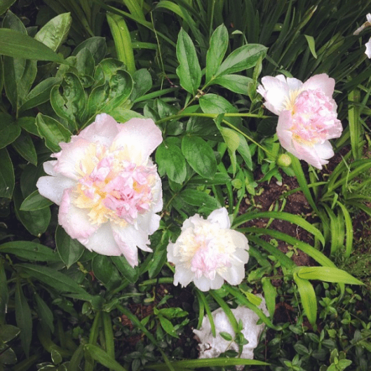 Backyard Makeover 2014