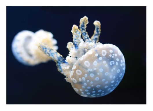 Blue Jellyfish by Gray Star Design