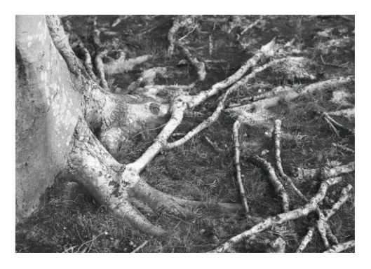 Earthy Roots by Gray Star Design