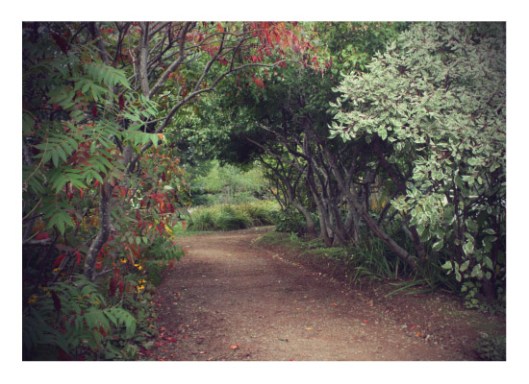 Through the Lens Minted Challenge - Avonlea