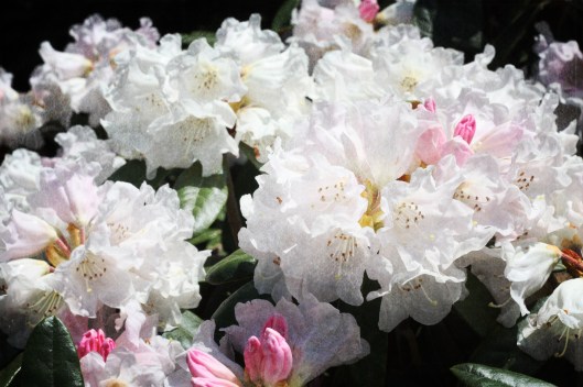 Vacay in Martha's Vineyard - Copyright Melissa O'Connor-Arena