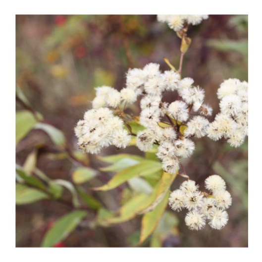 Fuzzy Wildflowers - Photo by Melissa O'Connor-Arena