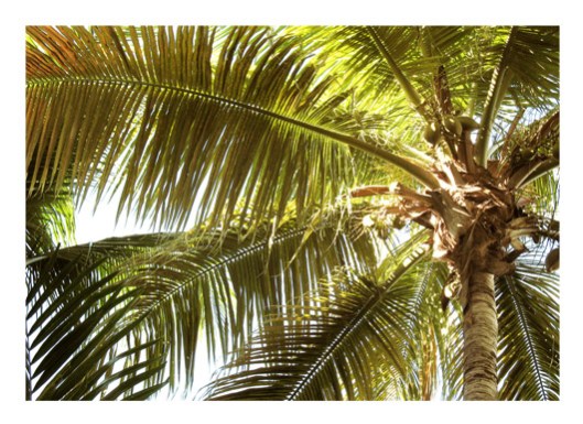 In the Shade - Photo by Melissa O'Connor-Arena