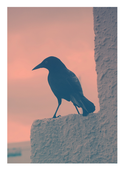 Black Bird - Photo by Melissa O'Connor-Arena