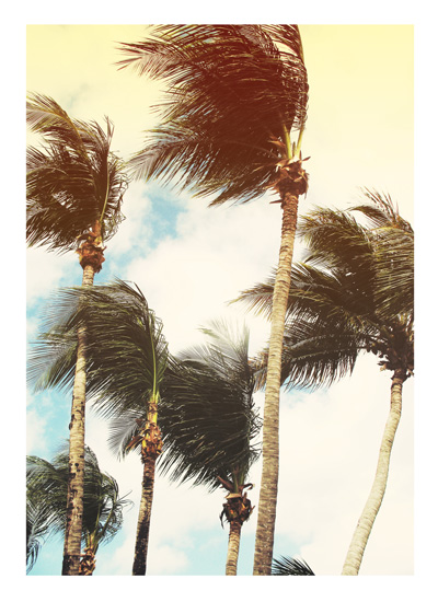 Dancing Palms - Photo by Melissa O'Connor-Arena